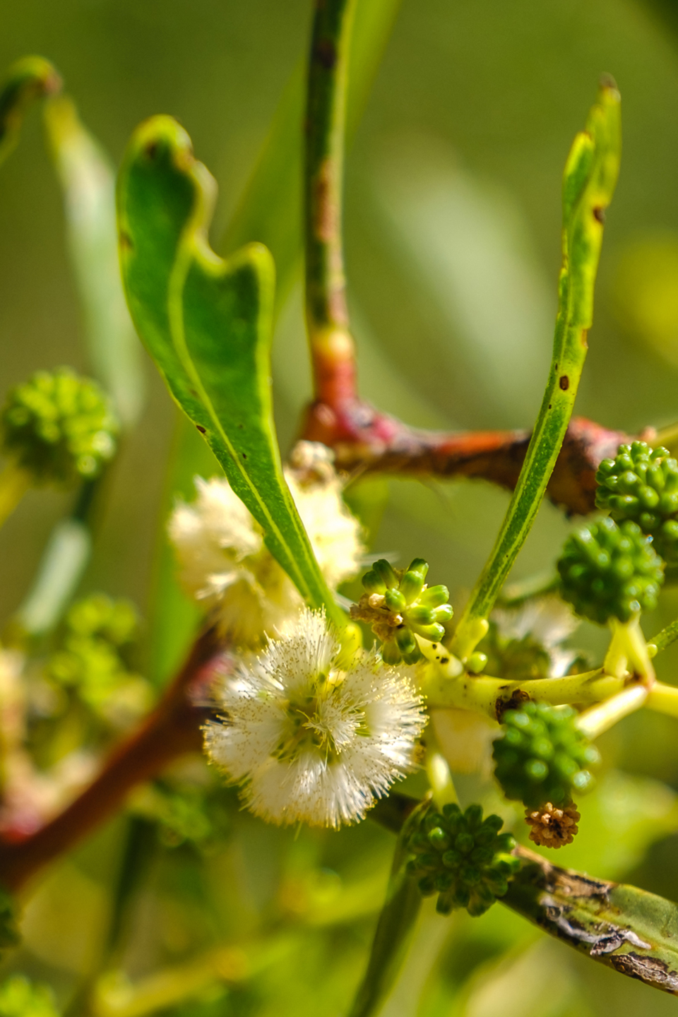 PILBARA WILDFLOWERS TRAIL Warlu Way